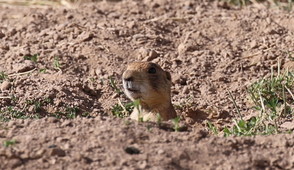 prairie dog