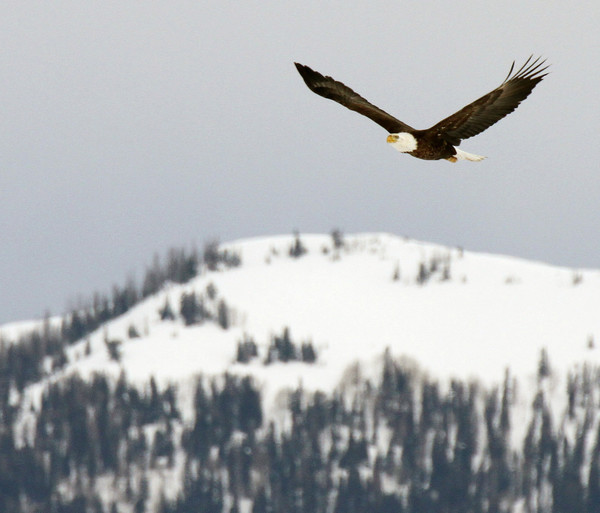 bald eagle in flight