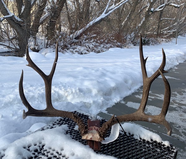 trophy antlers deer