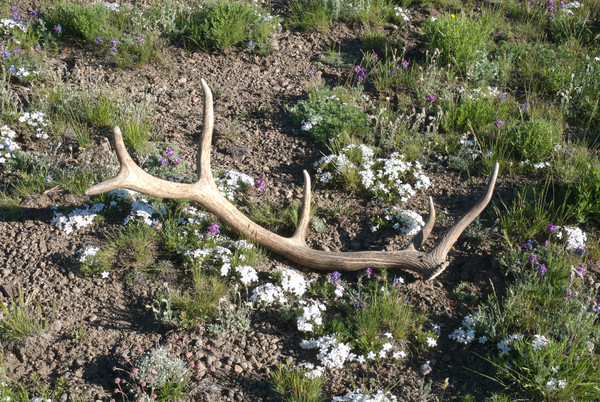 antler shed