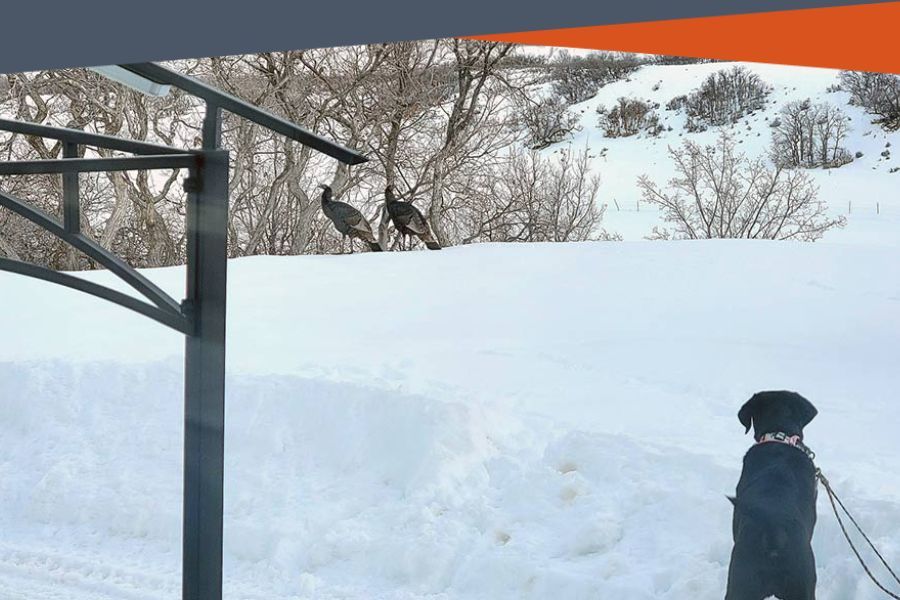 dog on leash to be used as a header