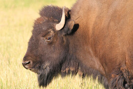 bison in the field