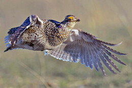 grouse in flight