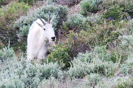 mountain goat viewing event