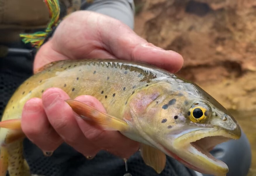 Bonneville cutthroat trout