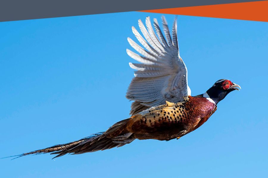 ring-necked pheasant in flight_with banner