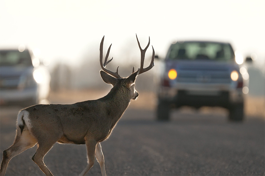 buck deer in road