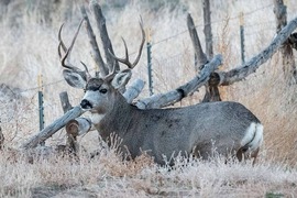 buck deer near a fence line