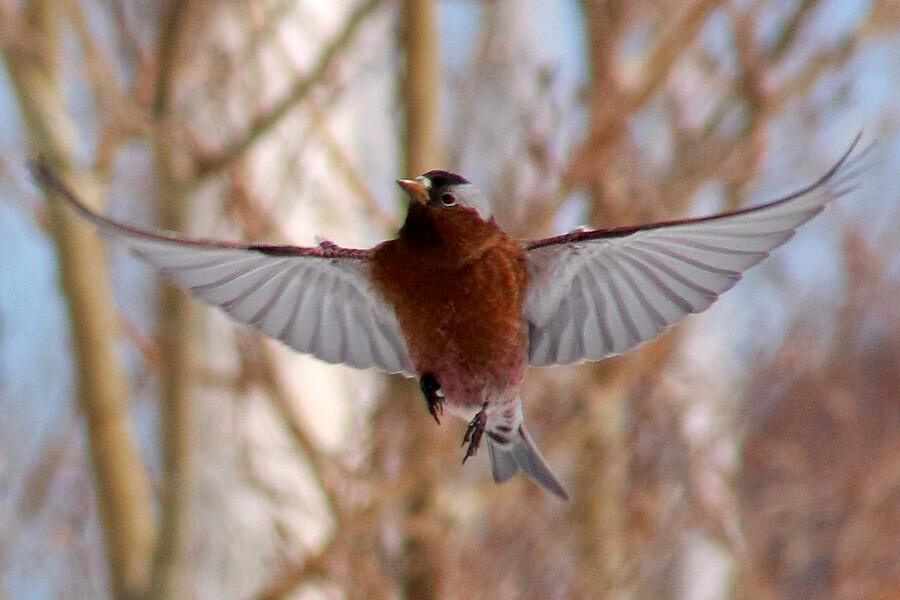 bird_rosy finch in flight