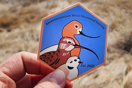 shorebird survey patch