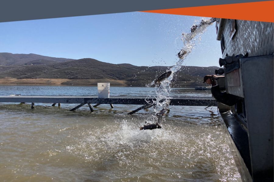 rainbow trout stocking at Jordanelle_banner