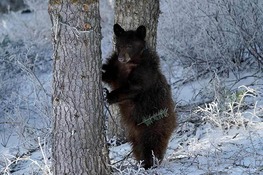 collared black bear