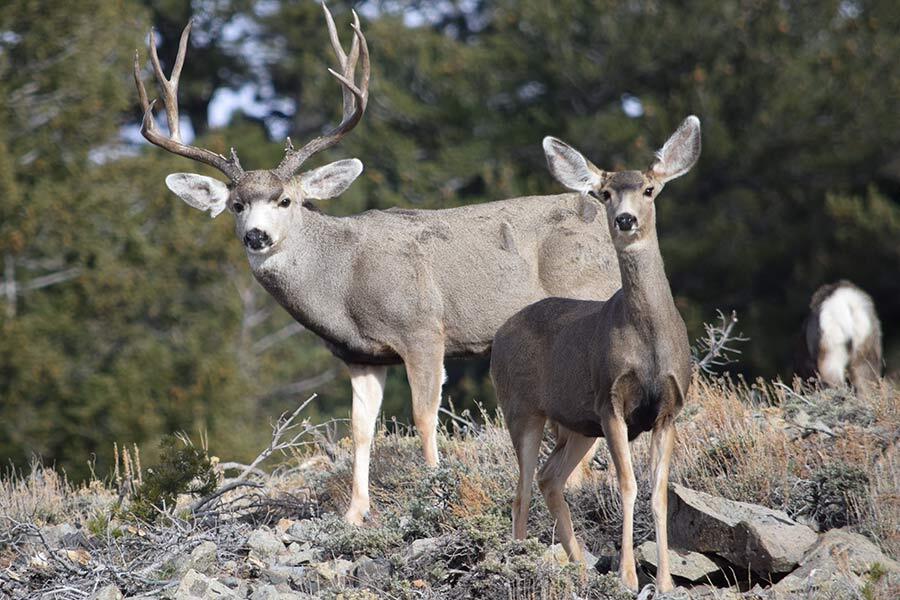 buck mule deer