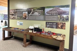Hardware Education Center exhibit on beavers