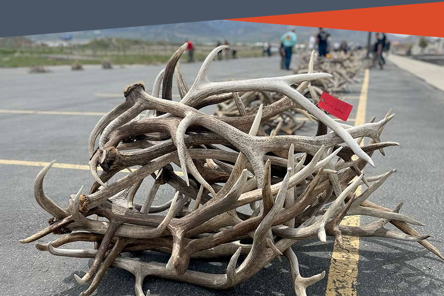 elk antler pile sitting on asphalt _ banner