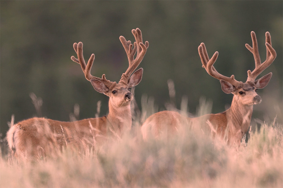 two buck deer on the Alton CWMU