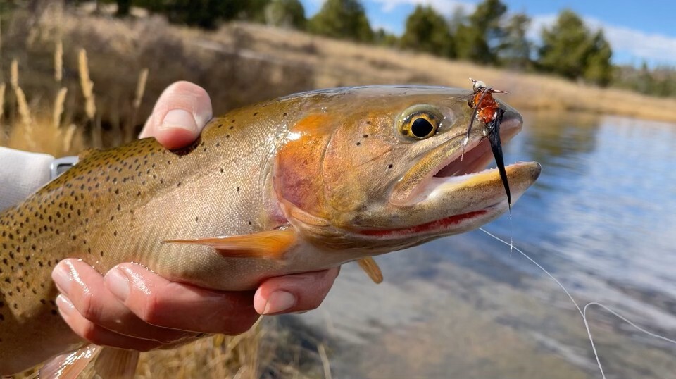 Utah Wildlife News for Jan. 17, 2026