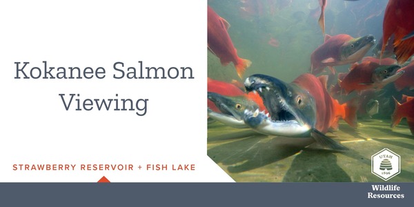 kokanee salmon viewing banner