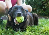 sam the dog with tennis ball