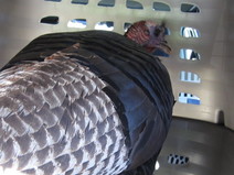 turkey inside carrier