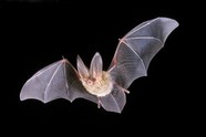 Big-eard Bat