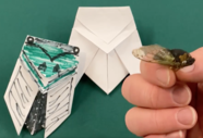 cicada 