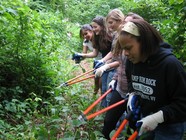 Teen Invasives Removal