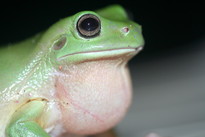 tree frog