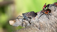 lanternfly