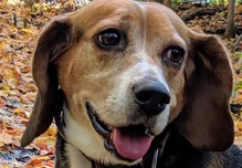 Arlington Animal Spotlight