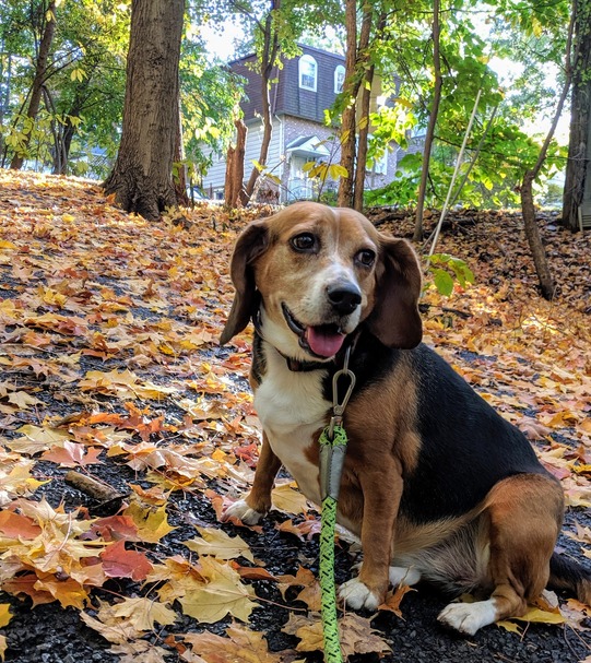 Arlington Animal Spotlight