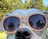 A cute puppy 