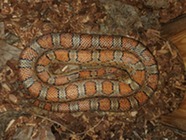 Corn Snake Coiled