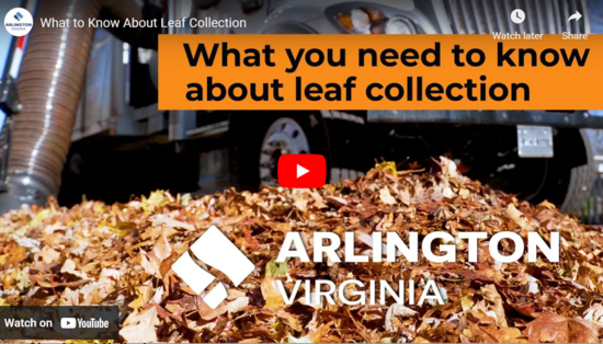 Leaf Collection Video