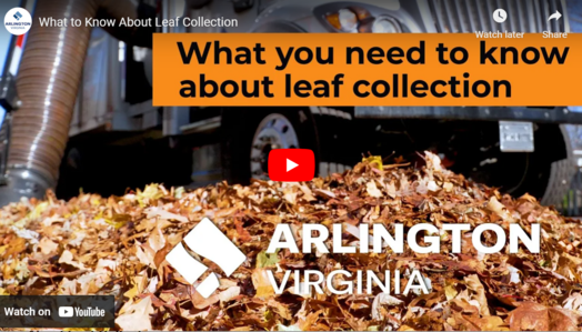 Leaf collection video