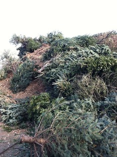 Christmas trees for composting