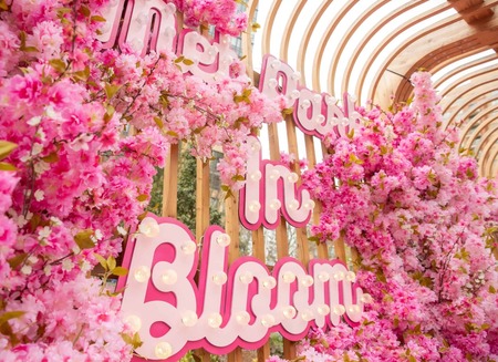 Art of Pink Cherry Blossom