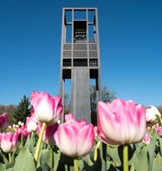Netherlands Carillon with tulips in foreground