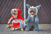 Dogs in Halloween Costumes