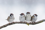 Winter Sparrow Workshop