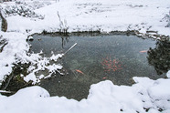 pond during the winter