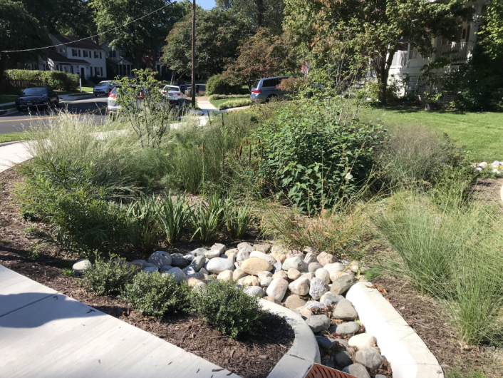 Curbside rain garden with grasses, shrubs, and a stone-lined drainage channel, designed to capture and filter stormwater along a residential street.