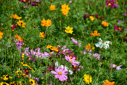 Flowers and grass growing in a field.