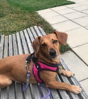 Dog on bench in Ballston