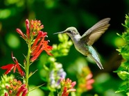 a hummingbird approaching a colorful plant