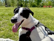 Dog on the Grass