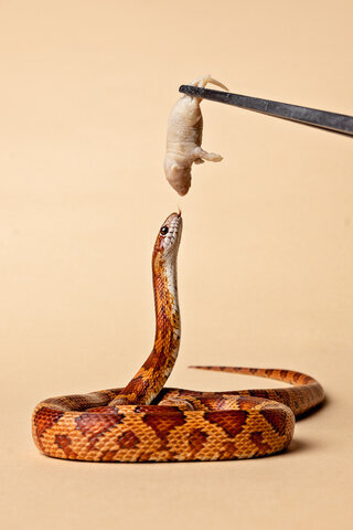 snake feeding