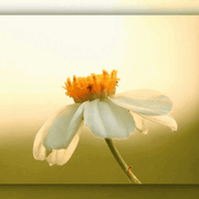 Bee landing on flower