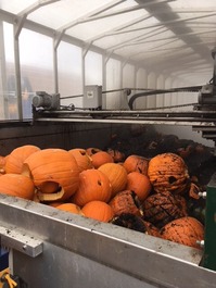 Orange pumpkins inside a composter