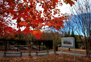 fall scene with red maple leaves